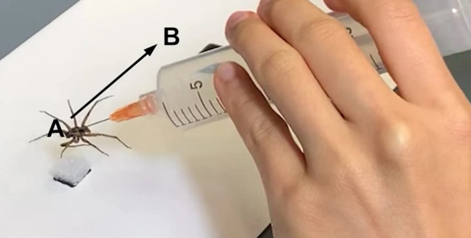 технология, паук, шприц некроботикс