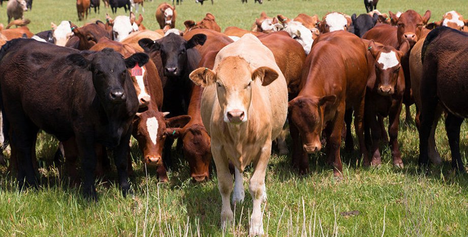 Фото: Sputnik Молдова