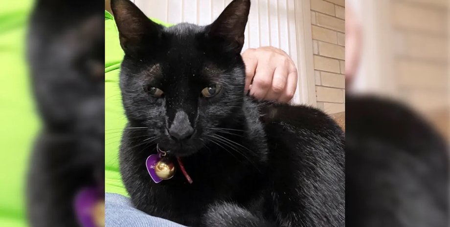 кіт, кіт виявив вірус