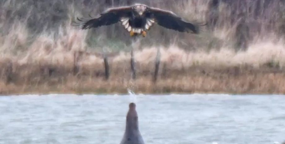 тюлень, орлан, орлан и тюлень