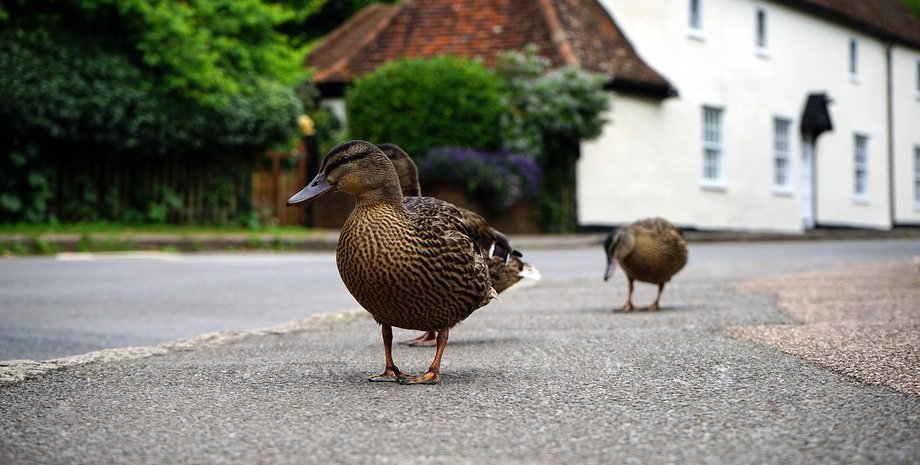 качка прийшла на весілля в Копенгагені