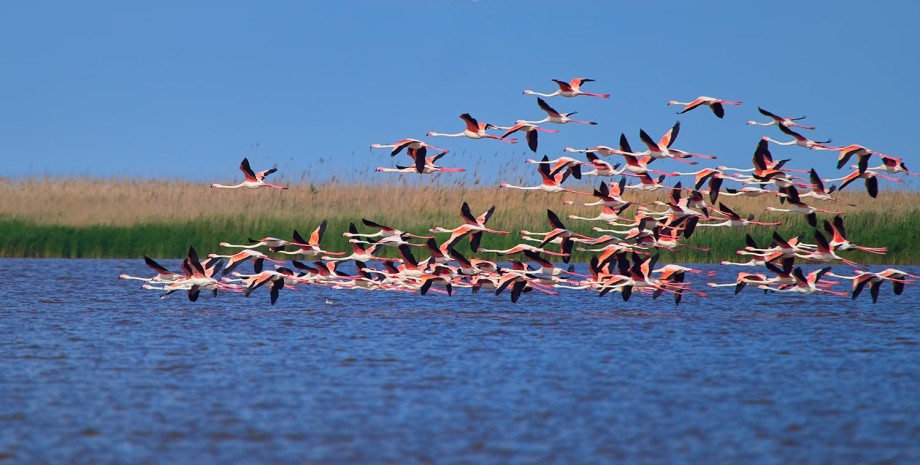фламинго, дунай, одесская область