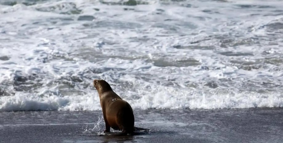 морський лев, морський лев напад, напад морського лева