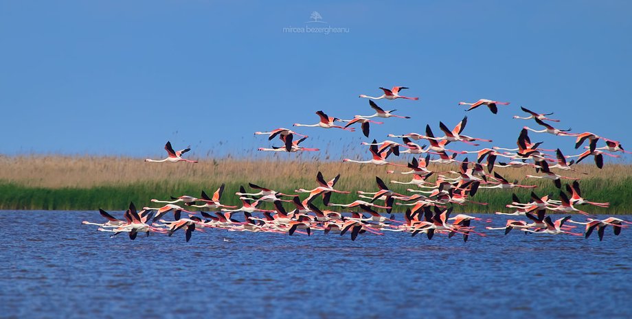 фламинго, дунай, одесская область