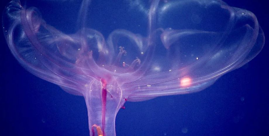 морской огурец, пелаготурия