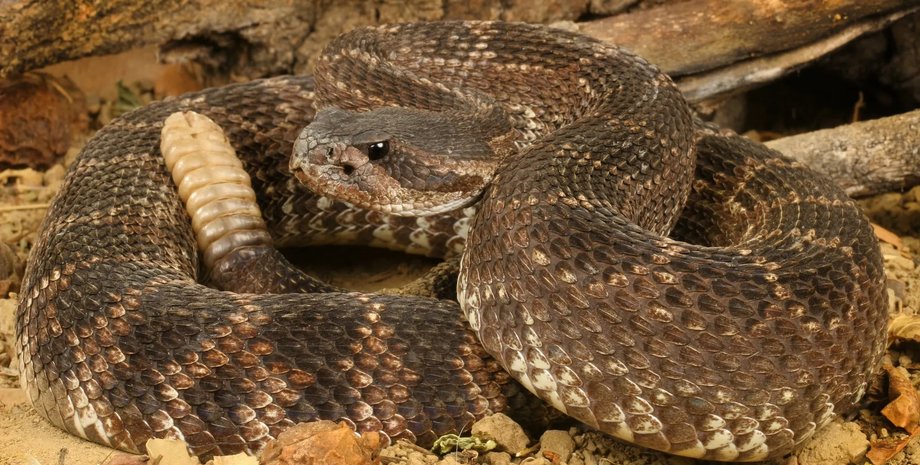 Во время влажных периодов гремучие змеи чаще нападают на людей