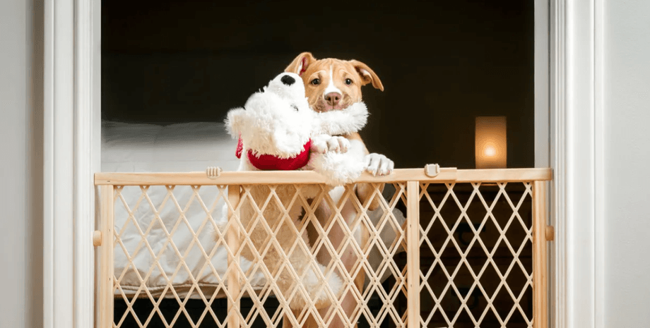 Пес з іграшкою