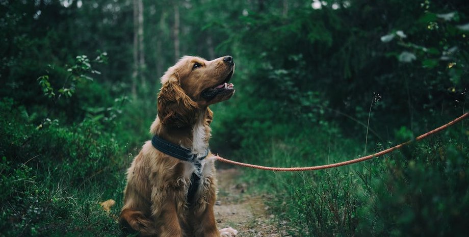 собака, домашние животные