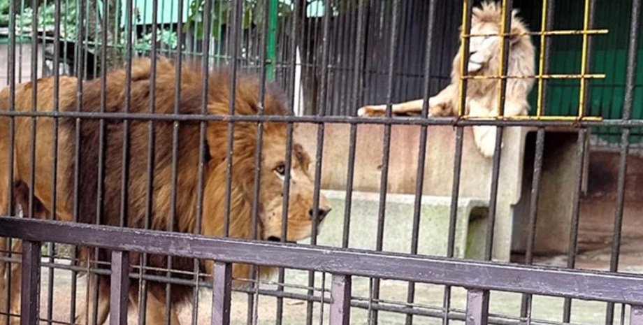 Зоопарк у Японії