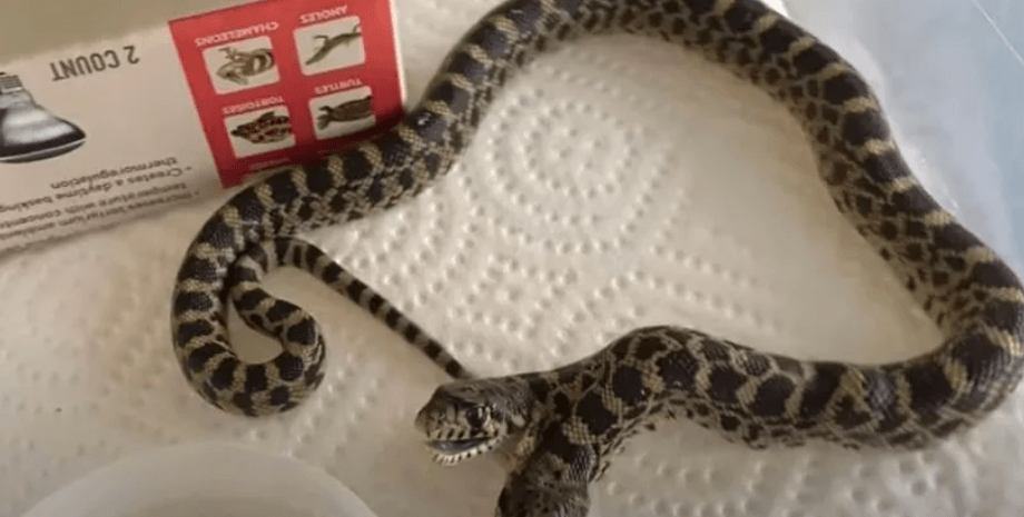 змея, двухголовая змея, рептилия