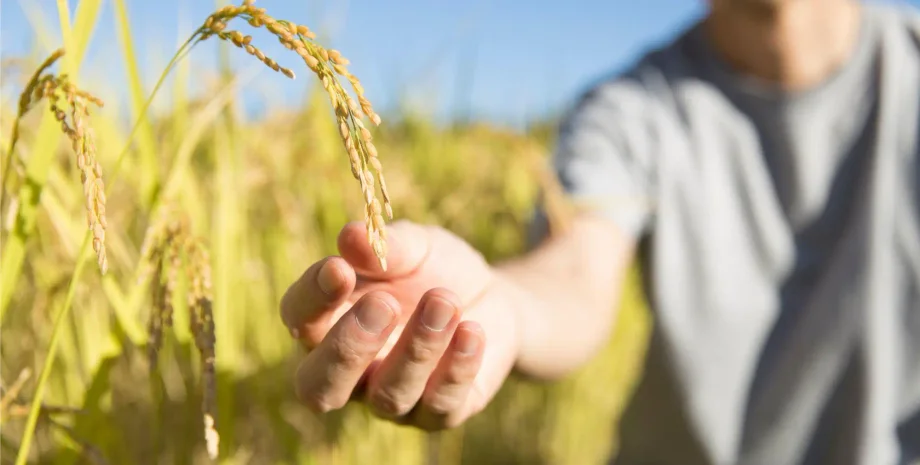рис, исследование, история, одомашнивание риса