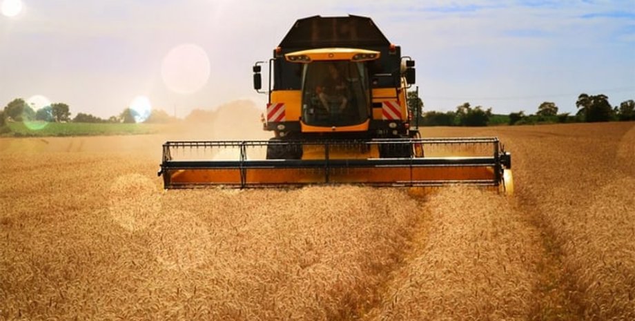 урожай пшеницы