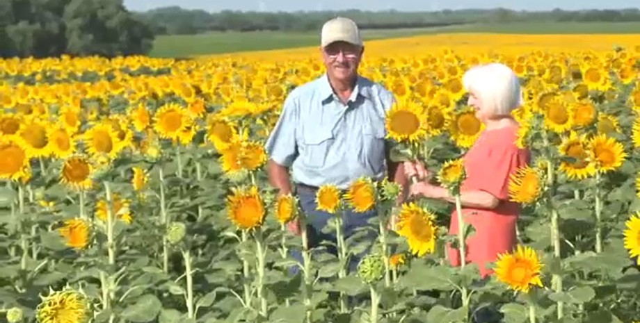 Поле подсолнухов Поле подсолнухов, муж и жена, подарок на годовщину, поле, подсолнухи, фермер, 50 годовщина свадьбы, подарок, сюрприз