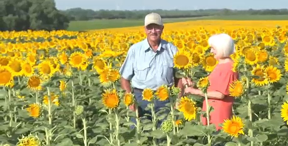 Поле соняшників, чоловік і дружина, подарунок на річницю, поле, соняшники, фермер, 50 річниця весілля, подарунок, сюрприз