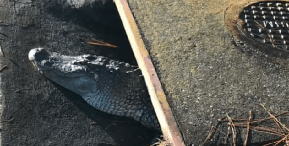 Миссисипский аллигатор, американские аллигаторы, аллигаторы, аллигаторы в канализации, рептилия, аллигаторы в городе, опасный хищник