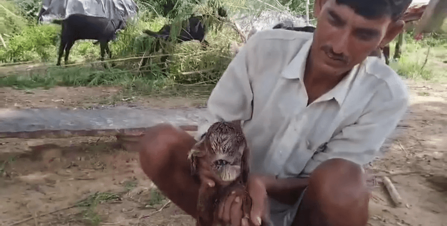 Козленок с одним глазом, циклопия, козленок-циклоп, нашли инопланетянина, необычное животное, родился с одним глазом