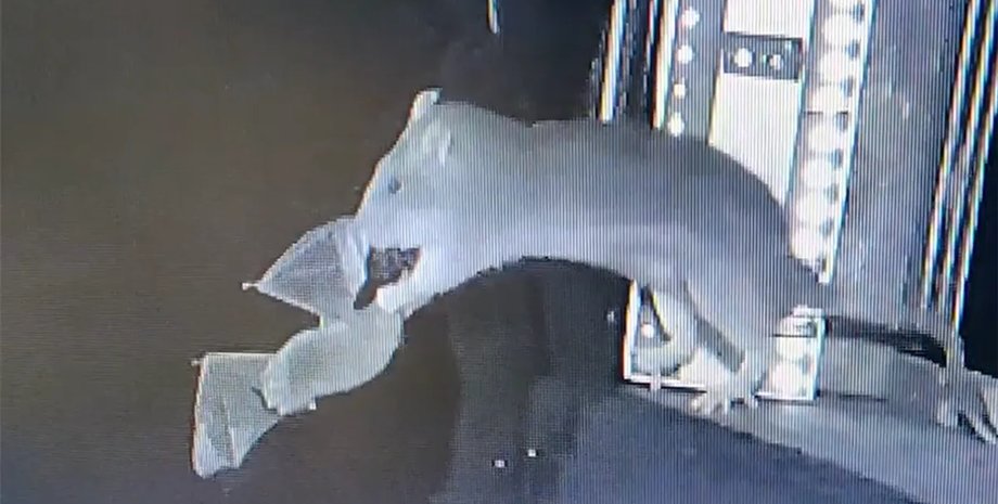 Гігантські щури ловлять кажанів просто у повітрі: отримано перше в історії відео