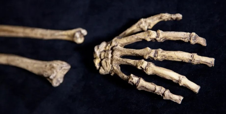 австралопитек