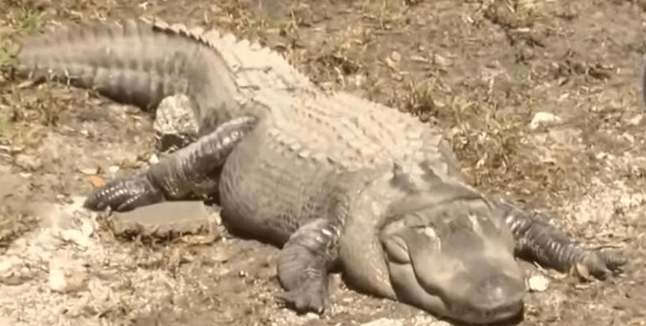 Алігатора посадили на дієту, алігатор, рептилія, зайва вага, ветеринари, тварина, курйози, знайшли алігатора, пошкодив паркан