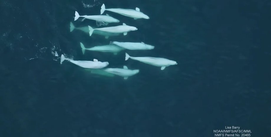 популяція білух білухи аляска