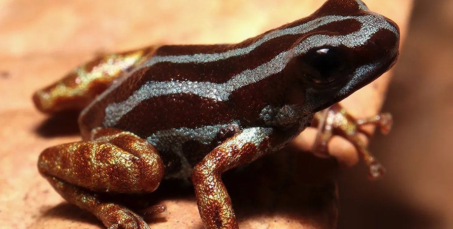 Құлға арналған қожайын