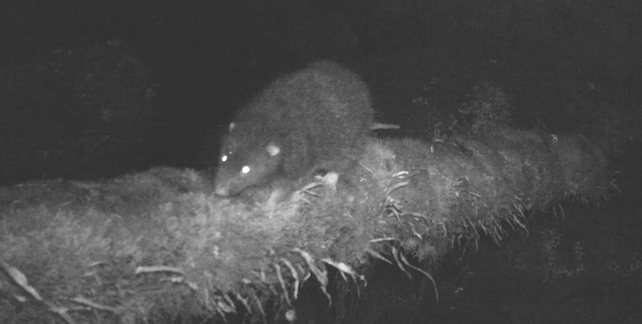 шерстистая крыса