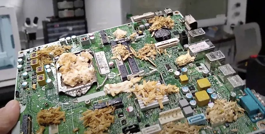 бионика, биотехнологии, киборги, компьютер из грибов