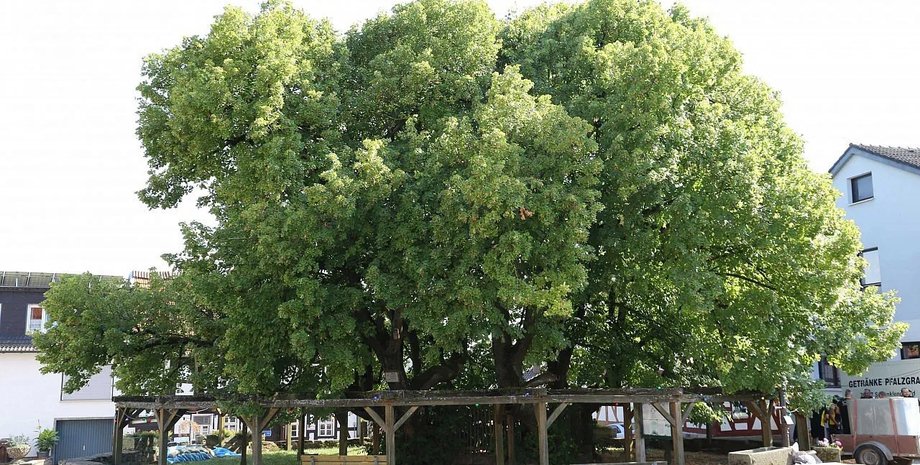 Липа дерево