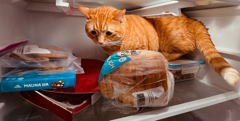 Женщина обнаружила пушистого любимца в необычном месте: тот прятался от удушающей жары