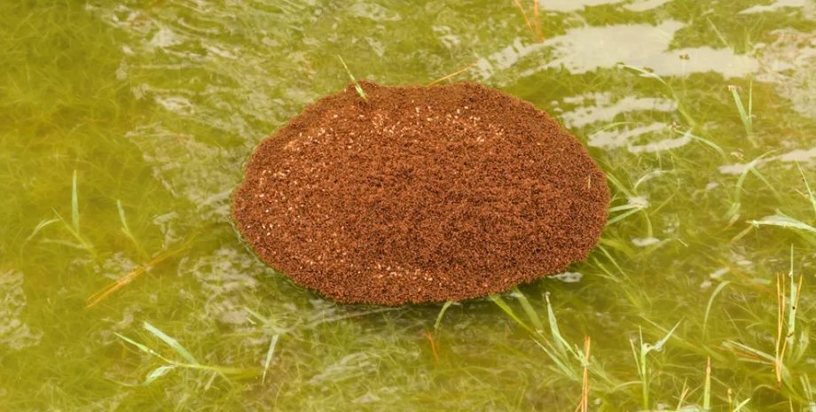 мурахи, вогняні мурахи