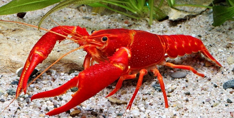 Фото: aquamir63.ru