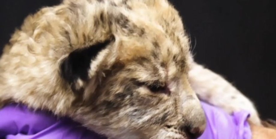 фото: скриншот из видео/ТСН