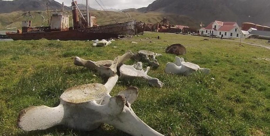 киты, китобои, кости китов