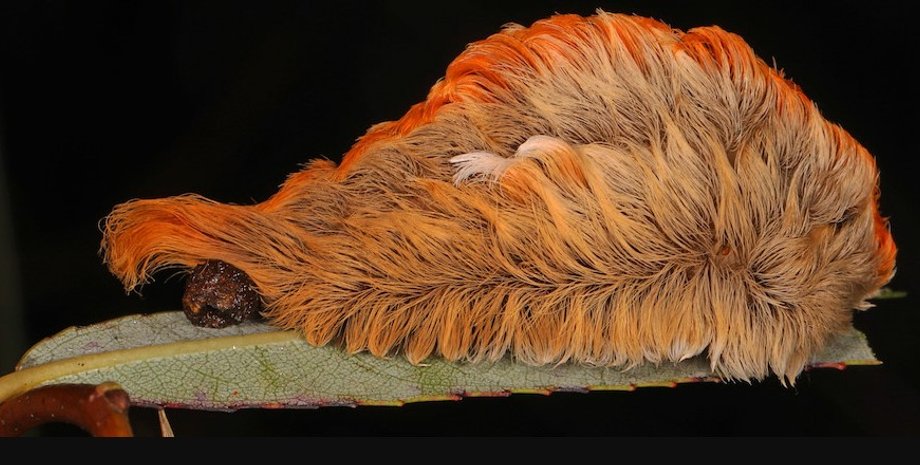 гусениця жереха, гусениці коти