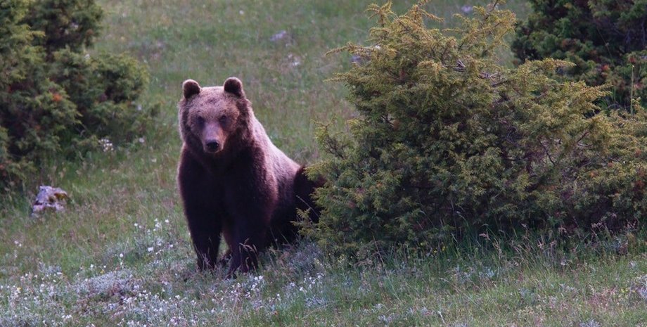 бурый медведь