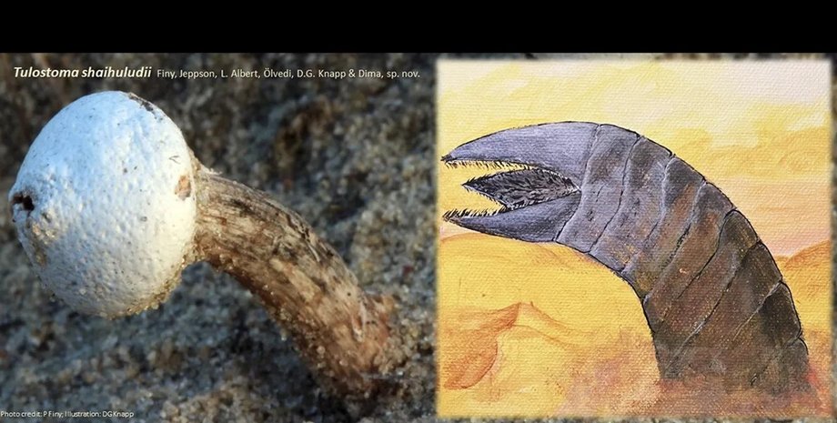 гриб, новий вид грибів, гриб шай-хулуд