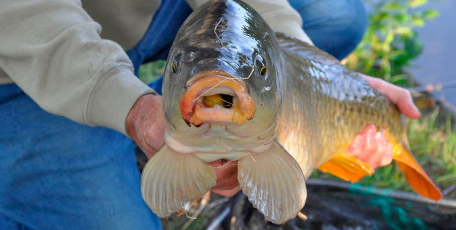 Wikimedia, Paul Hermans