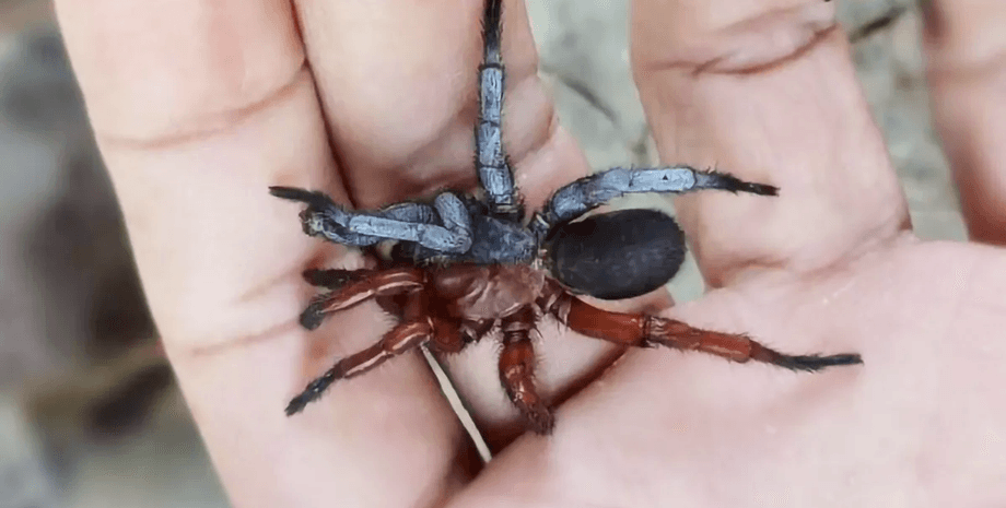 новий вид павука