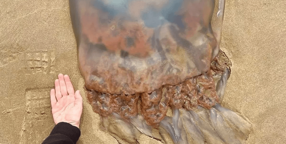 Огромная медуза, огромный краб, внеземные существа, выбросило на пляж, туристка заметила больших медуз, краб-паук, морские обитатели