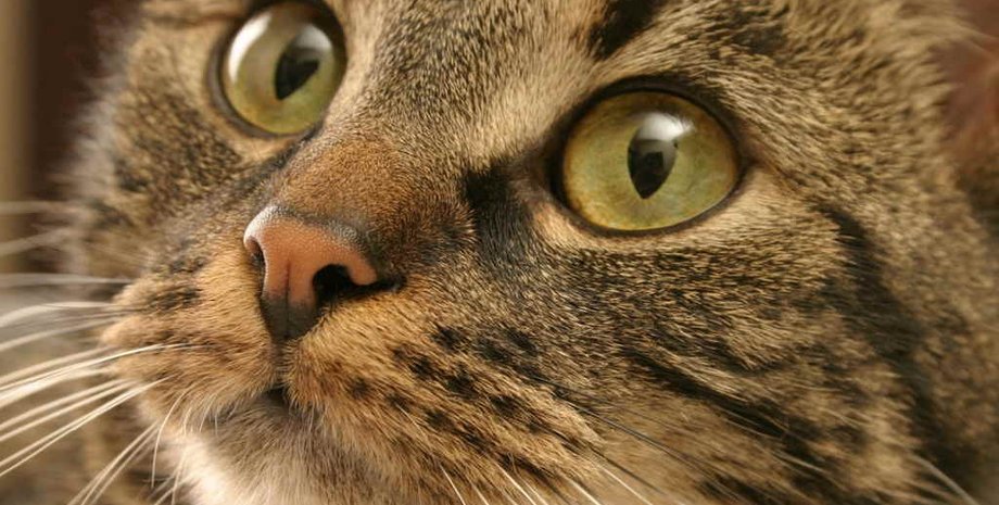 Фото: Ветеринар Гид