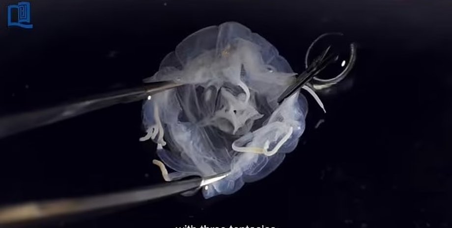 медуза, новый вид медуз