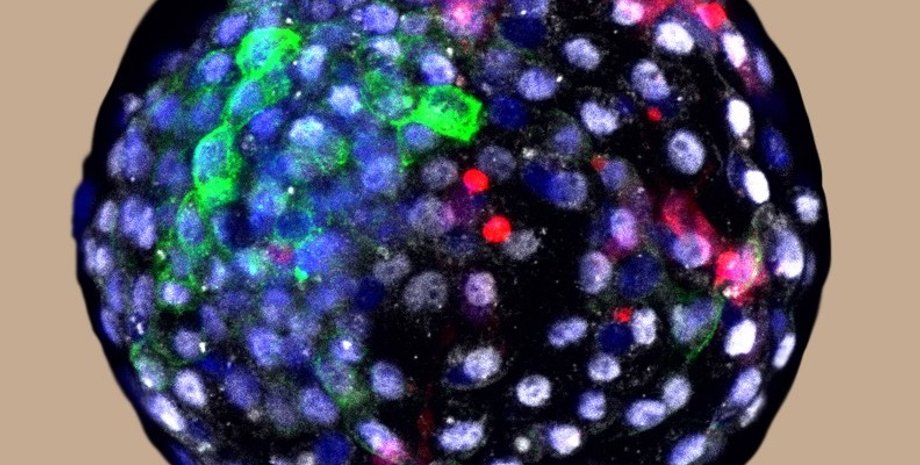 гибрид, эмбрионы, человек, обезьяна, приматы