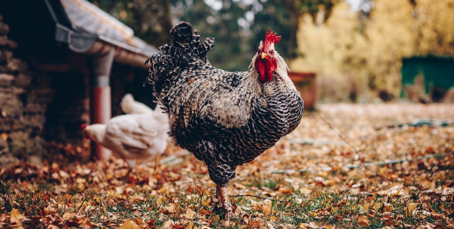 курица, кости, исследования, археология, находка, будущее, порода, эпоха, антропоцен, развитие, популяция, расширение, эволюция, порода, птица, биомасса, мир, селекция