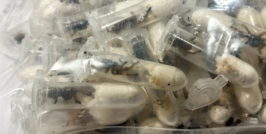 Тарантулы в пластиковых контейнерах и коробках для тортов направлялись в Германию