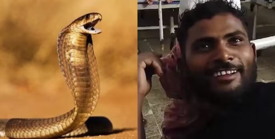 Мужчина укусил змею, трижды укусил змею, змея напала на мужчину, ядовитая змея, древнее поверье, традиция, доставили в больницу