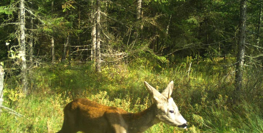 карпатский единорог, единорог в Карпатах, единорог во Львовской области, однорогая косуля, косуля с одним рогом