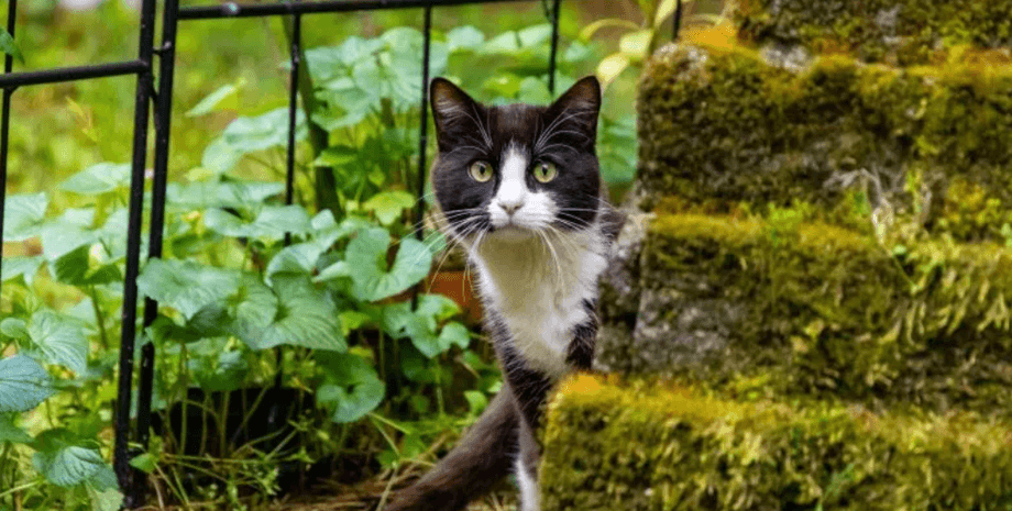 Дика лисиця у дворі, безпритульний кіт, тварини попереджають про небезпеку, лисиця в міській зоні, вірусне відео