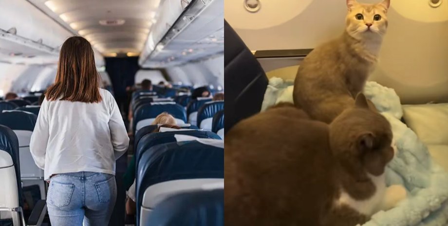 Мужчина с кошками в самолете, путешествие с питомцами, кошки на борту, аллергия на кошек, TikTok, кошки,