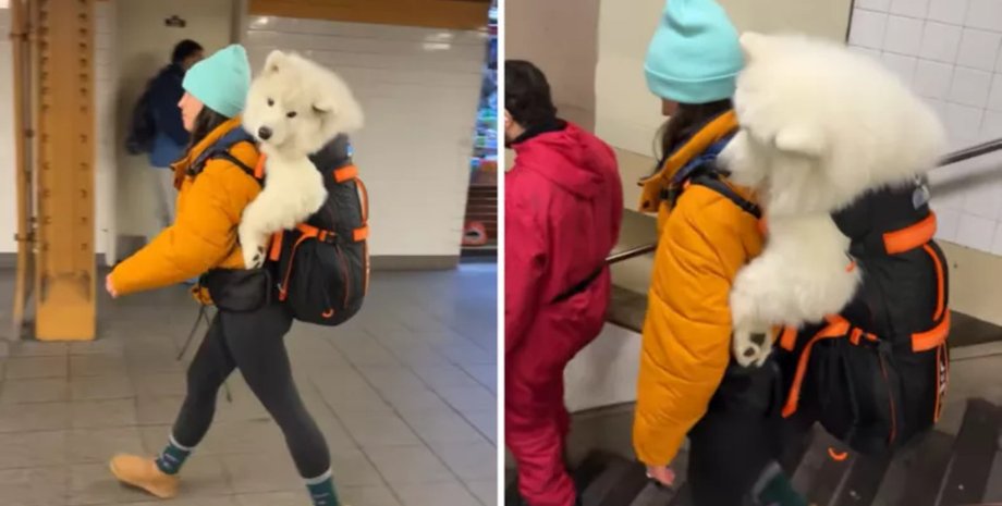 Американка носить 22-кілограмового пса на спині, щоб їздити в метро