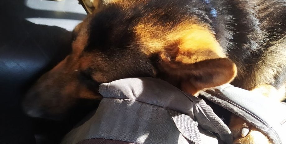 собака, вівчарка